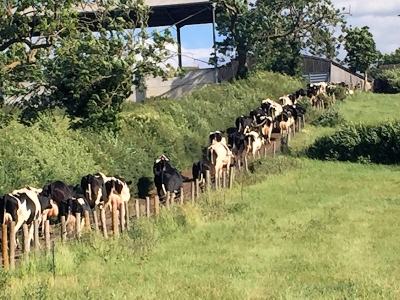 Fresian cows on their way back to their barn at Trice’s Farm, by Sue Turner