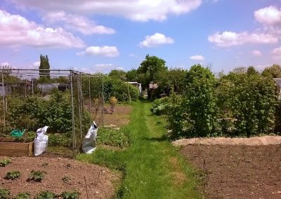 Allotments separated by a grass path