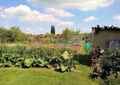 Rhubarb plants, bean poles, a shed and a fruit cage in the distance