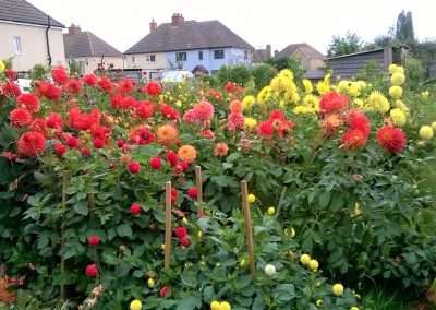 A close up photo of red, orange and yellow dahlias growing in the allotments