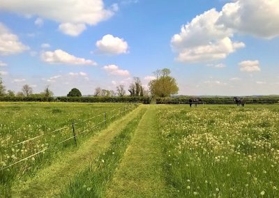 Field path at Pineham Farm, crossing a field of dandelion seed heads, by Alison Biddle