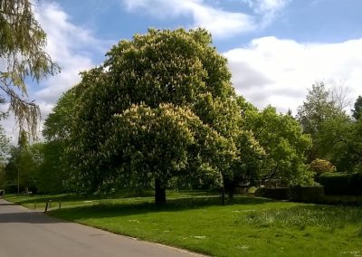 Large horse chestnut tree on the village green known as The Pound, by Alison Biddle