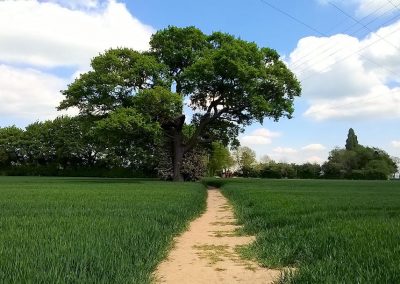 A dirt footpath from Bush Heath Lane through a field of green wheat, by Alison Biddle