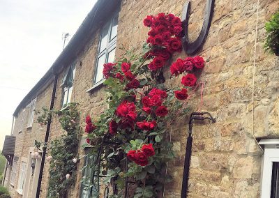 Roses climbing the stone wall of a cottage at Binswood End, by Candida Watson