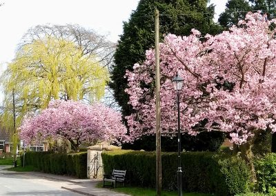 Cherry trees in full blossom in Park Lane at the entrance to the cemetery, by Sue Dronfield