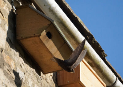 An adult Swift leaving a nest box in Askrigg Village, Yorkshire Dales. Photo credit Al Killip.
