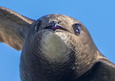 Close up of an adult swift's face. Photo credit Robert Booth.