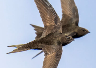 Two adult swifts in flight. Photo credit Robert Booth.